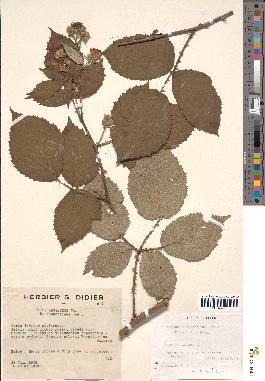 spécimen de Rubus rhombifolius