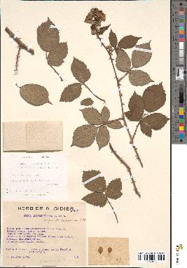 spécimen de Rubus rhombifolius