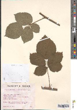 spécimen de Rubus rhombifolius