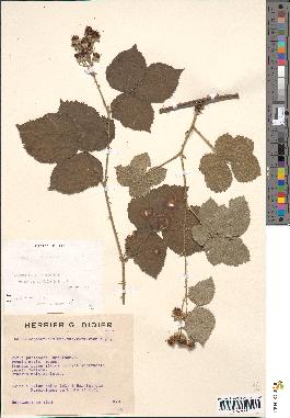 spécimen de Rubus rhombifolius