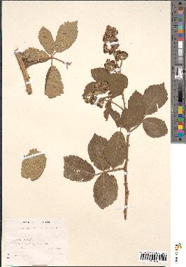 spécimen de Rubus rhamnifolius