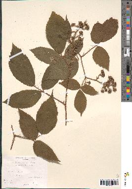 spécimen de Rubus serpens