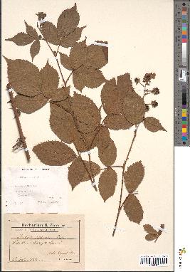 spécimen de Rubus sulcatus