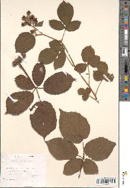 spécimen de Rubus sulcatus