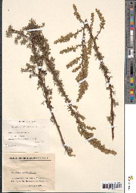 spécimen de Artemisia crithmifolia