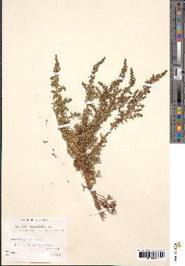 spécimen de Artemisia crithmifolia