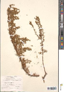 spécimen de Artemisia crithmifolia