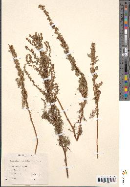 spécimen de Artemisia chamaemelifolia