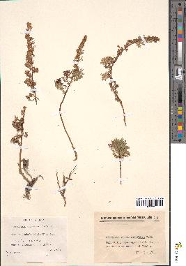 spécimen de Artemisia chamaemelifolia