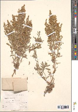 spécimen de Artemisia canariensis