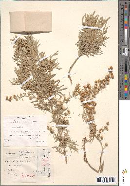 spécimen de Artemisia canariensis