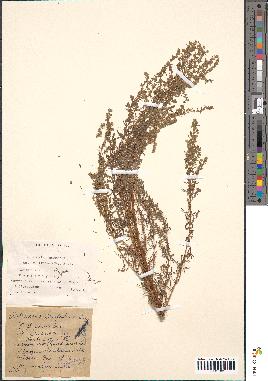 spécimen de Artemisia campestris