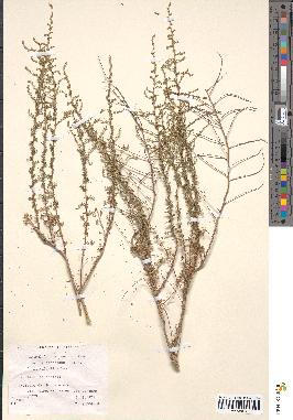 spécimen de Artemisia herba-alba