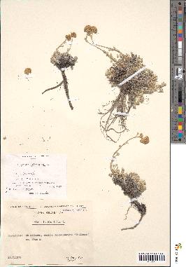 spécimen de Artemisia glacialis