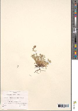 spécimen de Artemisia nitida