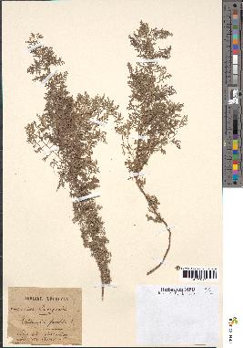spécimen de Artemisia pontica