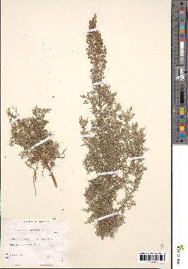 spécimen de Artemisia pontica