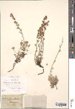 spécimen de Artemisia nitida