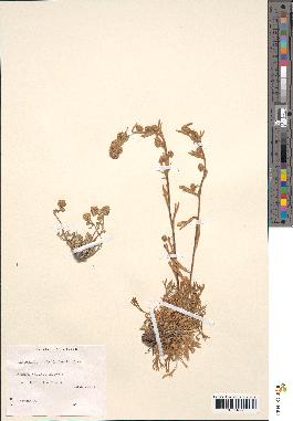 spécimen de Artemisia umbelliformis