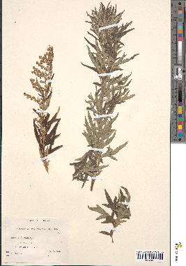 spécimen de Artemisia verlotiorum