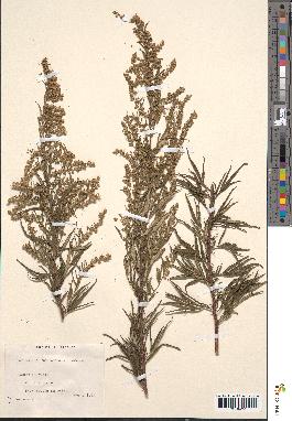 spécimen de Artemisia verlotiorum