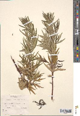 spécimen de Artemisia verlotiorum