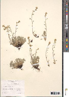 spécimen de Artemisia umbelliformis