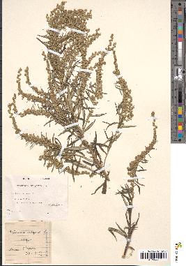 spécimen de Artemisia vulgaris