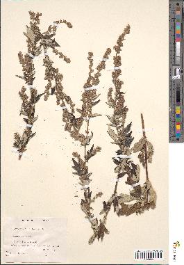 spécimen de Artemisia vulgaris