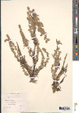 spécimen de Artemisia vulgaris