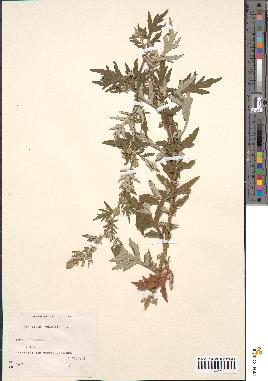 spécimen de Artemisia vulgaris