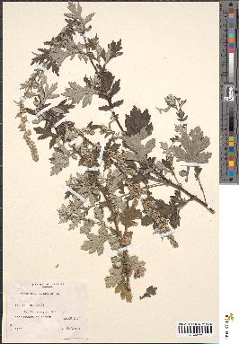 spécimen de Artemisia vulgaris