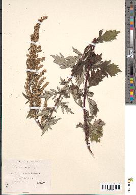 spécimen de Artemisia vulgaris