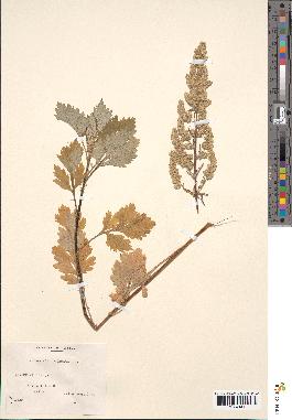 spécimen de Artemisia vulgaris