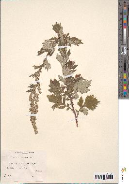 spécimen de Artemisia vulgaris