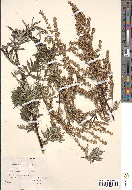 spécimen de Artemisia vulgaris