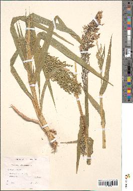 spécimen de Panicum miliaceum