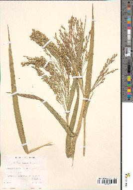 spécimen de Panicum miliaceum