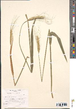 spécimen de Triticum monococcum