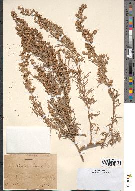 spécimen de Artemisia arborescens