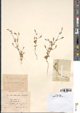 spécimen de Silene aellenii