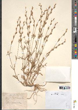spécimen de Silene cerastoides