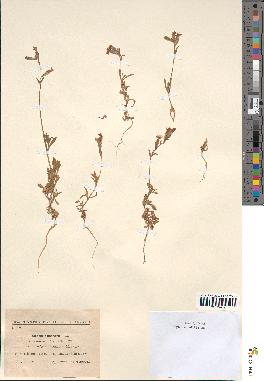 spécimen de Silene colorata