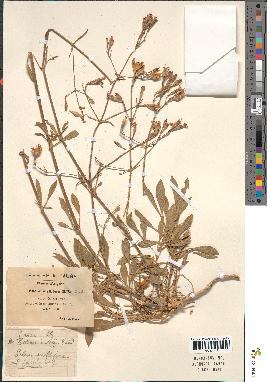 spécimen de Silene mellifera