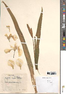 spécimen de Iris pseudacorus