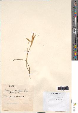 spécimen de Iris juncea