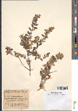 spécimen de Teucrium fruticans