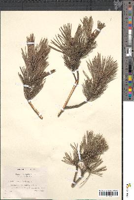 spécimen de Pinus sylvestris