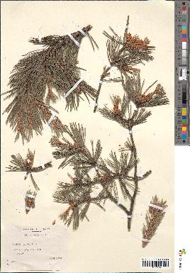 spécimen de Pinus sylvestris