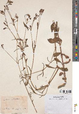 spécimen de Silene reticulata